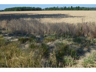 Property photo 27 - 108 +/- Acres Offered in 2 Tracts - Land Auction
